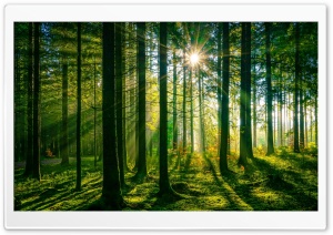 Sun Rays Through Green Forest Trees 4K UHD Wallpaper for Widescreen and UltraWide Desktop, UltraHD TV, Smartphone, Tablet