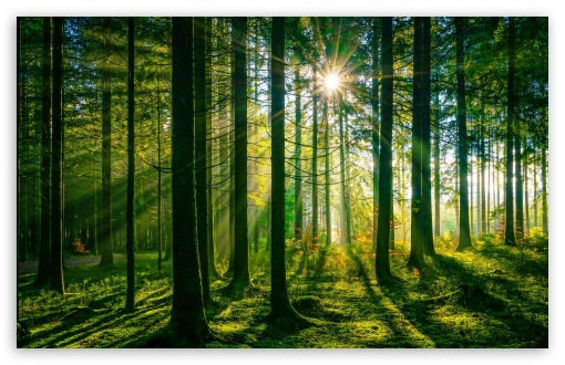 Sun Rays Through Green Forest Trees UltraHD Wallpaper for UHD 16:9 ; HD 16:9 ; UltraWide 21:9 24:10 32:9 32:10 ; Widescreen 16:10 5:3 ; Fullscreen 4:3 5:4 3:2 ; Tablet 1:1 ; Mobile 9:16 9:19.5 9:20 9:21 10:16 2:3 3:5 3:4 ; Dual 16:10 5:3 16:9 4:3 5:4 3:2 ;