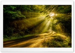 Sun Rays through the Forest Trees, Road Ultra HD Wallpaper for 4K UHD Widescreen desktop, tablet & smartphone