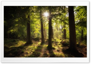 Sun Rays Through Trees Ultra HD Wallpaper for 4K UHD Widescreen desktop, tablet & smartphone