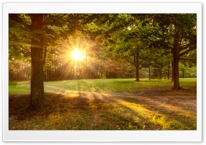 Sun Shining, Golden, Trees, Path, Nature Landscape Ultra HD Wallpaper for 4K UHD Widescreen desktop, tablet & smartphone
