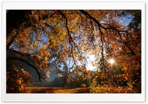 Sun Shining Through Tree Branches Ultra HD Wallpaper for 4K UHD Widescreen desktop, tablet & smartphone