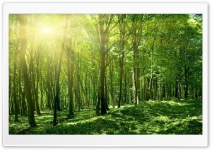 Sun Spring Green Forest Ultra HD Wallpaper for 4K UHD Widescreen desktop, tablet & smartphone
