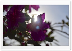 Sun through Flowers Ultra HD Wallpaper for 4K UHD Widescreen desktop, tablet & smartphone