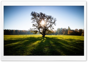 Sun through Tree, Field, Green Grass, Nature Photography Ultra HD Wallpaper for 4K UHD Widescreen desktop, tablet & smartphone
