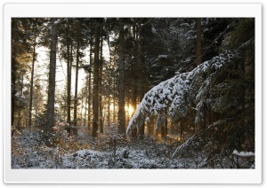 Sun Through Trees Ultra HD Wallpaper for 4K UHD Widescreen desktop, tablet & smartphone