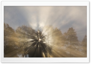 Sun Thru Fog And Trees Oregon 4K UHD Wallpaper for Widescreen and UltraWide Desktop, UltraHD TV, Smartphone, Tablet