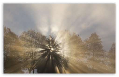 Sun Thru Fog And Trees Oregon UltraHD Wallpaper for HD 16:9 ; Widescreen 16:10 5:3 ; Fullscreen 4:3 5:4 3:2 ; Tablet 1:1 ; Mobile 3:4 ;
