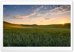 Sun, Wheat Fields near Palouse, Washington Ultra HD Wallpaper for 4K UHD Widescreen desktop, tablet & smartphone