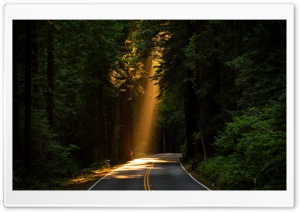 Sunbeam Breaking Through Forest Canopy 4K UHD Wallpaper for Widescreen and UltraWide Desktop, UltraHD TV, Smartphone, Tablet