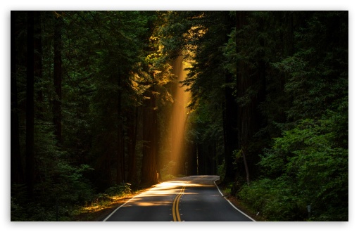Sunbeam Breaking Through Forest Canopy 4K UHD Wallpaper for Widescreen and UltraWide Desktop, UltraHD TV, Smartphone, Tablet Sunbeam Breaking Through Forest Canopy UltraHD Wallpaper for UHD 16:9 ; HD 16:9 ; UltraWide 21:9 24:10 ; Widescreen 16:10 5:3 ; Fullscreen 4:3 5:4 3:2 ; Tablet 1:1 ; Mobile 9:16 9:19.5 9:20 9:21 9:22 10:16 2:3 3:5 3:4 ;