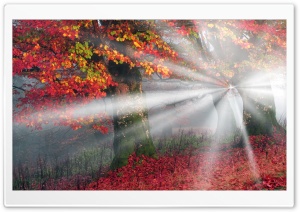 Sunbeams, Mist, Forest, Autumn Ultra HD Wallpaper for 4K UHD Widescreen desktop, tablet & smartphone