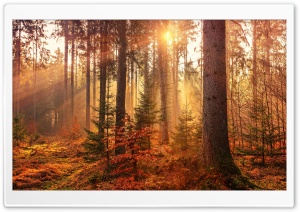 Sunbeams through Autumn Forest 4K UHD Wallpaper for Widescreen and UltraWide Desktop, UltraHD TV, Smartphone, Tablet