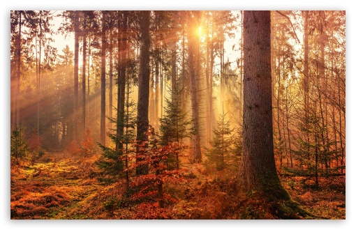 Sunbeams through Autumn Forest UltraHD Wallpaper for UHD 16:9 ; HD 16:9 ; UltraWide 21:9 24:10 32:9 32:10 ; Widescreen 16:10 ; Fullscreen 3:2 ; Tablet 1:1 ; Mobile 9:16 9:19.5 9:20 9:21 9:22 ; Dual 16:10 16:9 ;