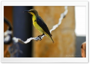 Sunbird - Shoaib Photography - Ultra HD Wallpaper for 4K UHD Widescreen desktop, tablet & smartphone