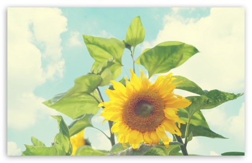 Sunflower UltraHD Wallpaper for 8K UHD TV 16:9 Ultra High Definition 2160p 1440p 1080p 900p 720p ; Widescreen 16:10 5:3 WHXGA WQXGA WUXGA WXGA WGA ; Fullscreen 4:3 5:4 3:2 UXGA XGA SVGA QSXGA SXGA DVGA HVGA HQVGA ( Apple PowerBook G4 iPhone 4 3G 3GS iPod Touch ) ; Tablet 1:1 ; Mobile 3:4 - ;