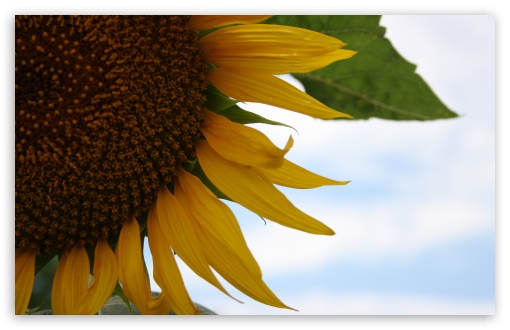 Sunflower UltraHD Wallpaper for UHD 16:9 ; HD 16:9 ; Widescreen 16:10 5:3 ; Fullscreen 3:2 ;