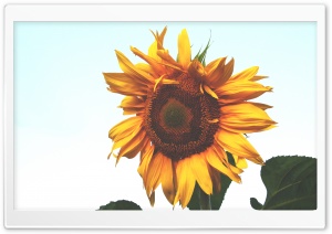 Sunflower Ultra HD Wallpaper for 4K UHD Widescreen desktop, tablet & smartphone