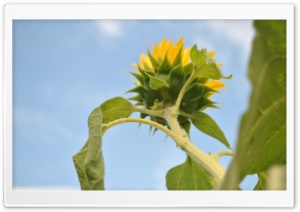 sunflower Ultra HD Wallpaper for 4K UHD Widescreen desktop, tablet & smartphone