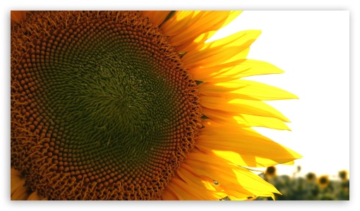 SunFlower UltraHD Wallpaper for UHD 16:9 ; HD 16:9 ;