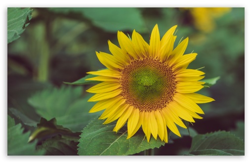 Sunflower UltraHD Wallpaper for UHD 16:9 2160p 1440p 1080p 900p 720p ; 8K UHD TV 16:9 Ultra High Definition 2160p 1440p 1080p 900p 720p ; Widescreen 16:10 5:3 WHXGA WQXGA WUXGA WXGA WGA ; Fullscreen 4:3 5:4 3:2 UXGA XGA SVGA QSXGA SXGA DVGA HVGA HQVGA ( Apple PowerBook G4 iPhone 4 3G 3GS iPod Touch ) ; Tablet 1:1 ; Mobile 2:3 3:5 3:4 - ;