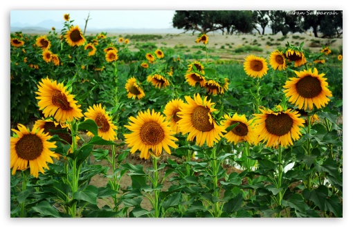 Sunflower UltraHD Wallpaper for HD 16:9 ; Widescreen 16:10 5:3 ; Fullscreen 3:2 ;