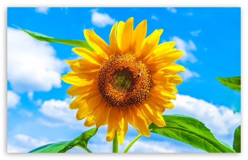 sunflower widescreen wallpaper