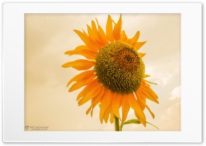 Sunflower Ultra HD Wallpaper for 4K UHD Widescreen desktop, tablet & smartphone