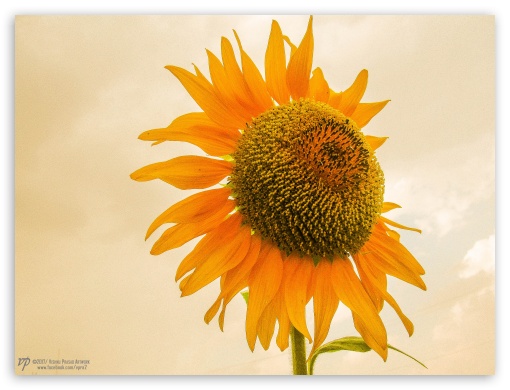 Sunflower UltraHD Wallpaper for Fullscreen 4:3 ;