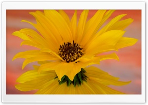 Sunflower 4 4K UHD Wallpaper for Widescreen and UltraWide Desktop, UltraHD TV, Smartphone, Tablet