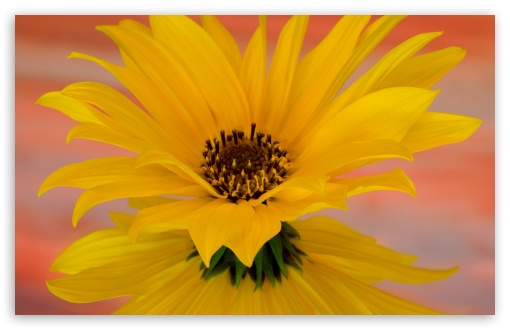 Sunflower 4 UltraHD Wallpaper for HD 16:9 ; Widescreen 16:10 5:3 ; Fullscreen 4:3 5:4 3:2 ;