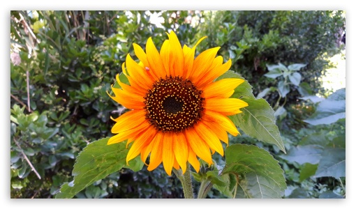 Sunflower UltraHD Wallpaper for UHD 16:9 ; HD 16:9 ;