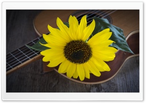 Sunflower, Acoustic Guitar Ultra HD Wallpaper for 4K UHD Widescreen desktop, tablet & smartphone