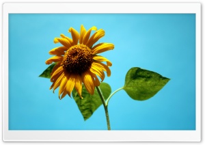 Sunflower Against A Blue Sky Ultra HD Wallpaper for 4K UHD Widescreen desktop, tablet & smartphone