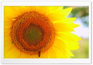 Sunflower and Bee Ultra HD Wallpaper for 4K UHD Widescreen desktop, tablet & smartphone