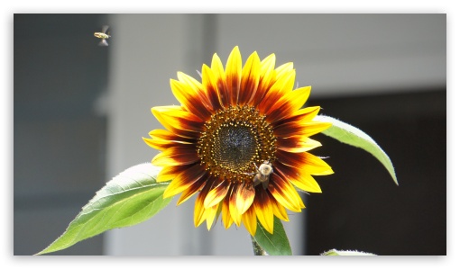 Sunflower and bees UltraHD Wallpaper for UHD 16:9 ; HD 16:9 ;