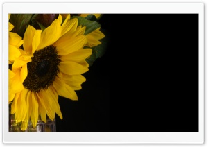 Sunflower and Kale in a Vase Ultra HD Wallpaper for 4K UHD Widescreen desktop, tablet & smartphone