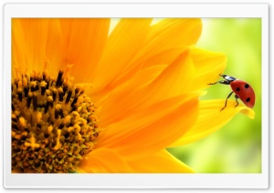 Sunflower And Ladybug Ultra HD Wallpaper for 4K UHD Widescreen desktop, tablet & smartphone