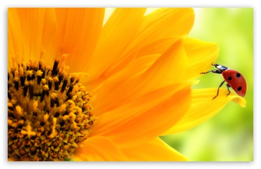 Sunflower And Ladybug UltraHD Wallpaper for Wide 16:10 5:3 Widescreen WHXGA WQXGA WUXGA WXGA WGA ; 8K UHD TV 16:9 Ultra High Definition 2160p 1440p 1080p 900p 720p ; Standard 4:3 5:4 3:2 Fullscreen UXGA XGA SVGA QSXGA SXGA DVGA HVGA HQVGA ( Apple PowerBook G4 iPhone 4 3G 3GS iPod Touch ) ; iPad 1/2/Mini ; Mobile 4:3 5:3 3:2 16:9 5:4 - UXGA XGA SVGA WGA DVGA HVGA HQVGA ( Apple PowerBook G4 iPhone 4 3G 3GS iPod Touch ) 2160p 1440p 1080p 900p 720p QSXGA SXGA ;