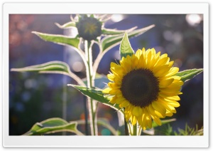 Sunflower and Silhouette Ultra HD Wallpaper for 4K UHD Widescreen desktop, tablet & smartphone