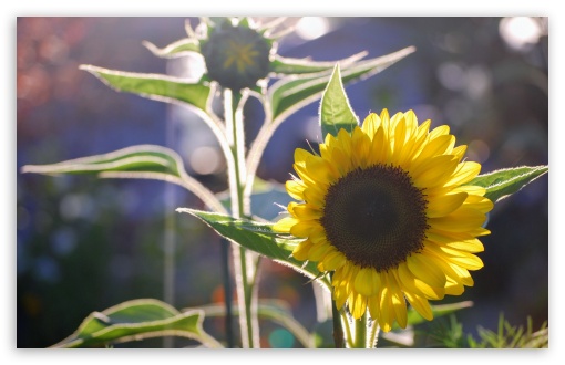 Sunflower and Silhouette UltraHD Wallpaper for Wide 16:10 5:3 Widescreen WHXGA WQXGA WUXGA WXGA WGA ; UltraWide 21:9 24:10 ; 8K UHD TV 16:9 Ultra High Definition 2160p 1440p 1080p 900p 720p ; UHD 16:9 2160p 1440p 1080p 900p 720p ; Standard 4:3 5:4 3:2 Fullscreen UXGA XGA SVGA QSXGA SXGA DVGA HVGA HQVGA ( Apple PowerBook G4 iPhone 4 3G 3GS iPod Touch ) ; Smartphone 16:9 3:2 5:3 2160p 1440p 1080p 900p 720p DVGA HVGA HQVGA ( Apple PowerBook G4 iPhone 4 3G 3GS iPod Touch ) WGA ; Tablet 1:1 ; iPad 1/2/Mini ; Mobile 4:3 5:3 3:2 16:9 5:4 - UXGA XGA SVGA WGA DVGA HVGA HQVGA ( Apple PowerBook G4 iPhone 4 3G 3GS iPod Touch ) 2160p 1440p 1080p 900p 720p QSXGA SXGA ;