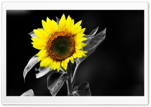 Sunflower Black And White Ultra HD Wallpaper for 4K UHD Widescreen desktop, tablet & smartphone