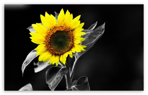 Premium Photo | Bouquet of sunflowers on black background