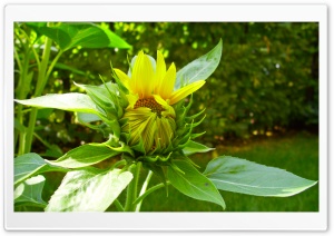 Sunflower Blooming Ultra HD Wallpaper for 4K UHD Widescreen Desktop, Lockscreen, Screensaver, TV, Tablet, Smartphone