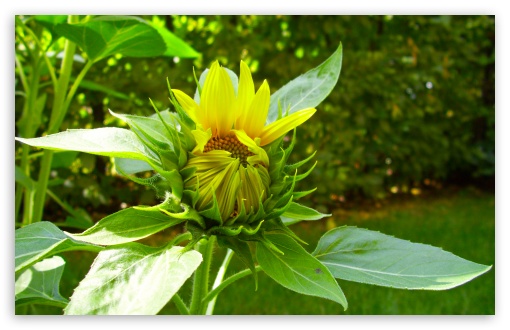 Sunflower Blooming UltraHD Wallpaper for HD 16:9 ; Widescreen 16:10 5:3 ; Fullscreen 3:2 ;