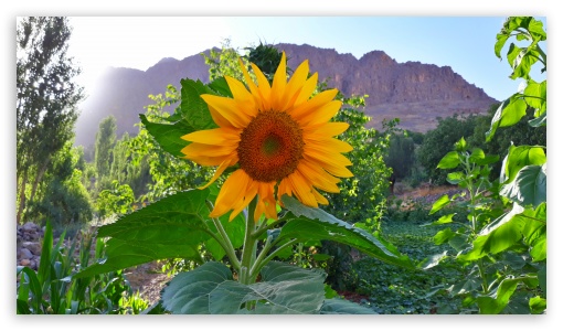 Sunflower Borujerd UltraHD Wallpaper for UHD 16:9 ; HD 16:9 ;