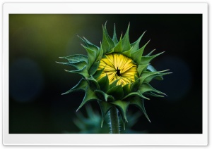 Sunflower Bud Ultra HD Wallpaper for 4K UHD Widescreen desktop, tablet & smartphone