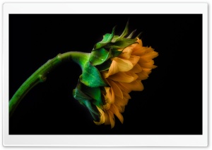 Sunflower Close up Ultra HD Wallpaper for 4K UHD Widescreen desktop, tablet & smartphone