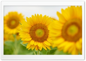 Sunflower, Close-up, Field, Nature 4K UHD Wallpaper for Widescreen and UltraWide Desktop, UltraHD TV, Smartphone, Tablet