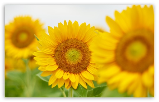 Sunflower, Close-up, Field, Nature UltraHD Wallpaper for UHD 16:9 ; HD 16:9 ; UltraWide 21:9 24:10 32:9 32:10 ; Widescreen 16:10 5:3 ; Fullscreen 4:3 5:4 3:2 ; Tablet 1:1 ; Mobile 9:16 9:19.5 9:20 9:21 9:22 10:16 2:3 3:5 3:4 ; Dual 16:10 5:3 16:9 4:3 5:4 3:2 ;